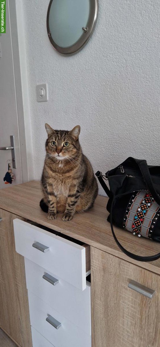 Bild 3: Katzengeschwister suchen liebevolles Zuhause.