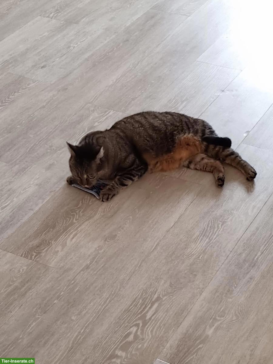 Bild 4: Katzengeschwister suchen liebevolles Zuhause.