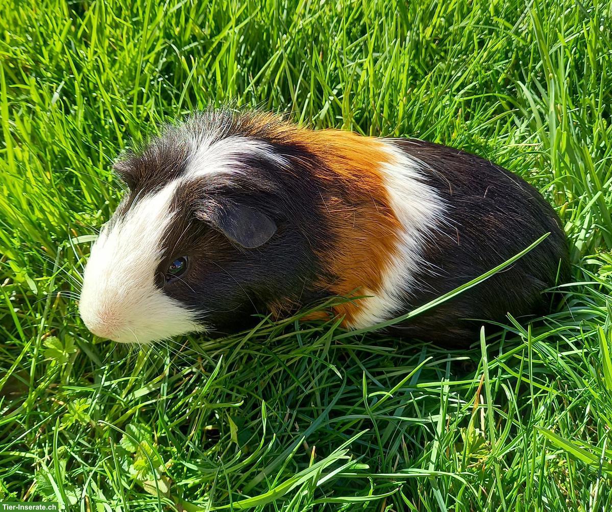 Meerschweinchen Männchen, kastriert