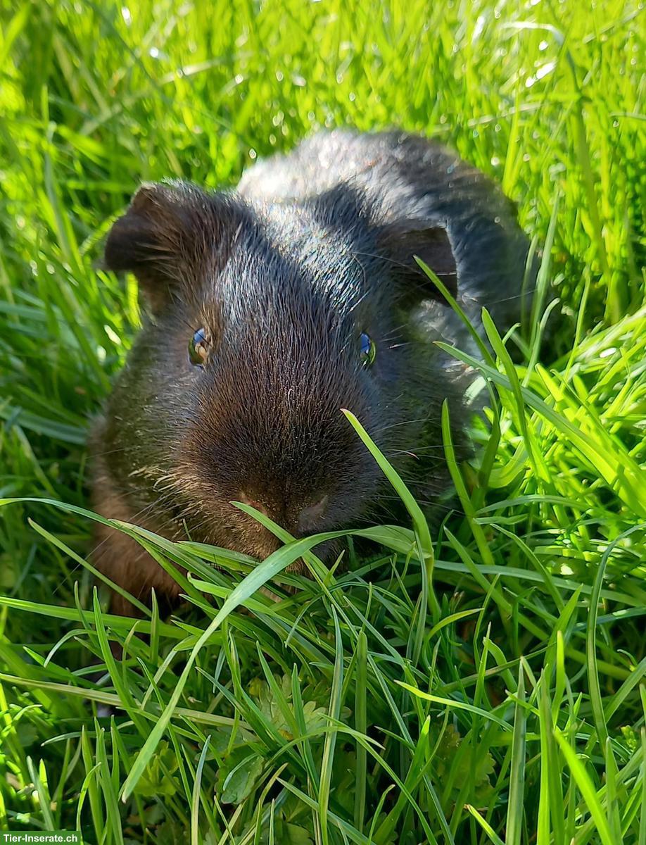 Bild 2: Meerschweinchen Männchen, kastriert
