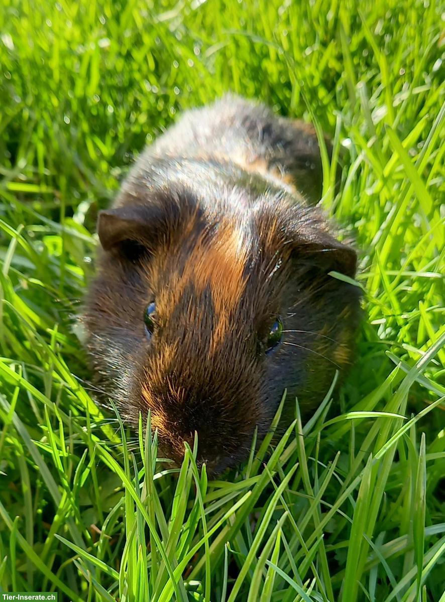 Bild 3: Meerschweinchen Männchen, kastriert