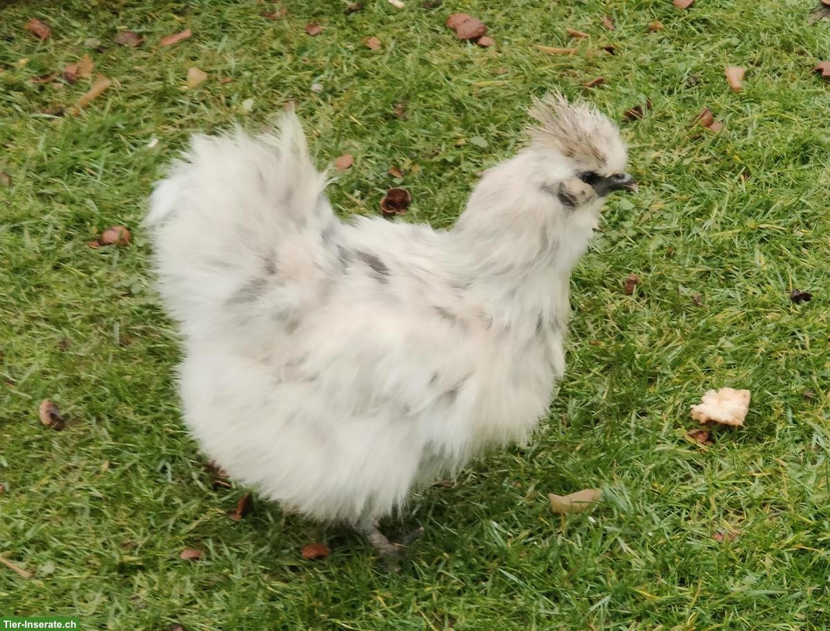 3 Seidenhühner & 1 Cochin Hahn zu verkaufen