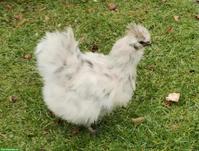 3 Seidenhühner & 1 Cochin Hahn zu verkaufen