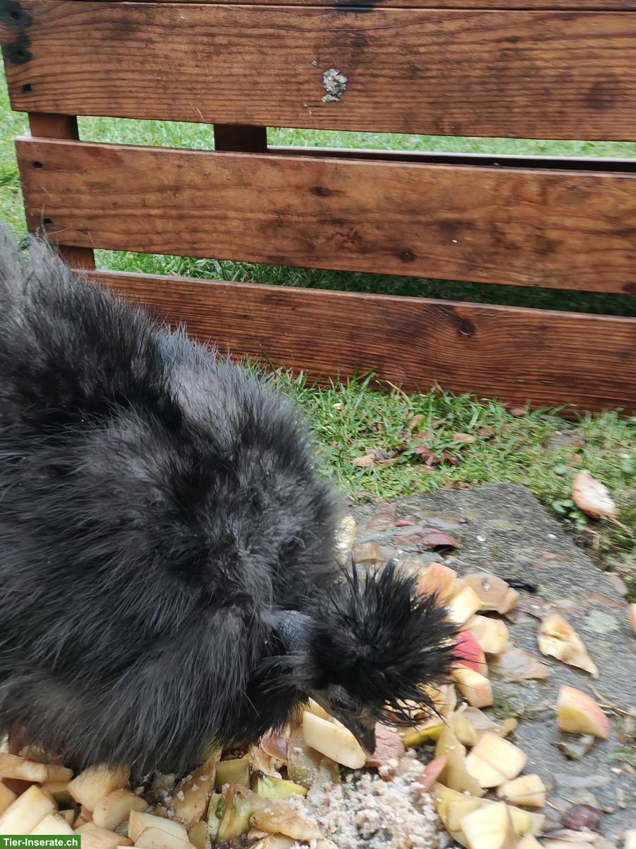 Bild 2: 3 Seidenhühner & 1 Cochin Hahn zu verkaufen
