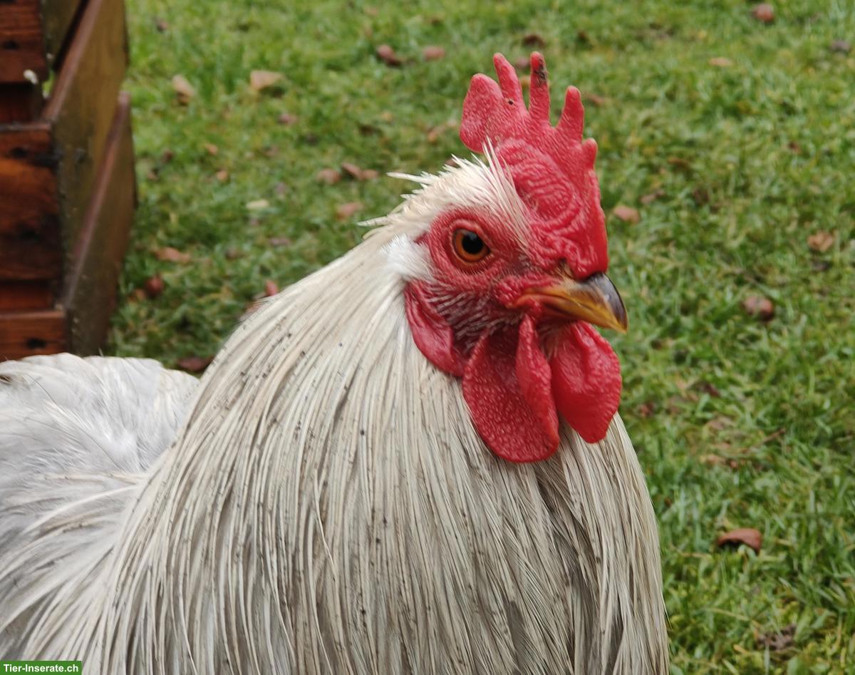 Bild 3: 3 Seidenhühner & 1 Cochin Hahn zu verkaufen