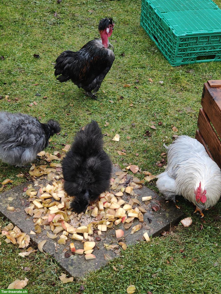 Bild 4: 3 Seidenhühner & 1 Cochin Hahn zu verkaufen