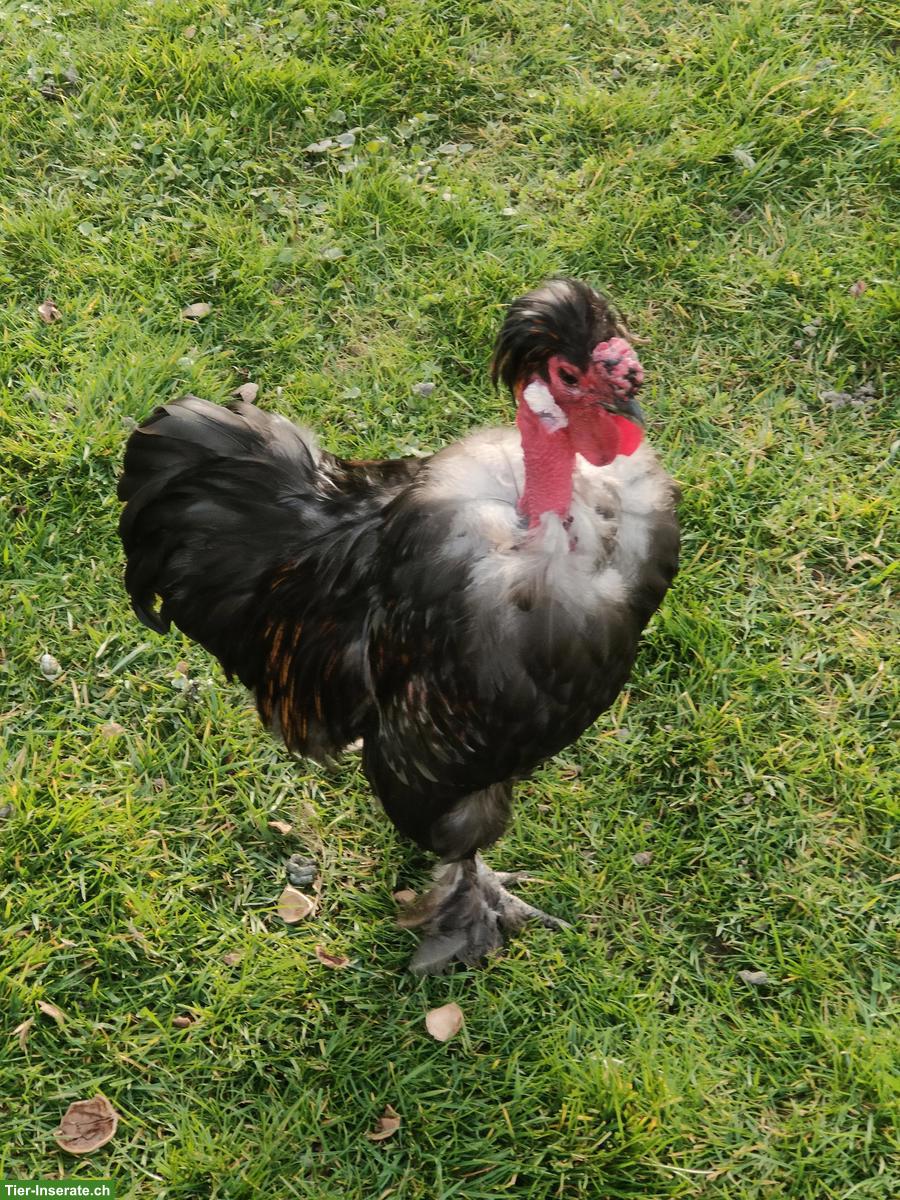 Zwerghuhn-Hahn dringend abzugeben