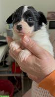 🐶 Wunderschöne Papillon Welpen - liebevoll aufgezogen 🐾