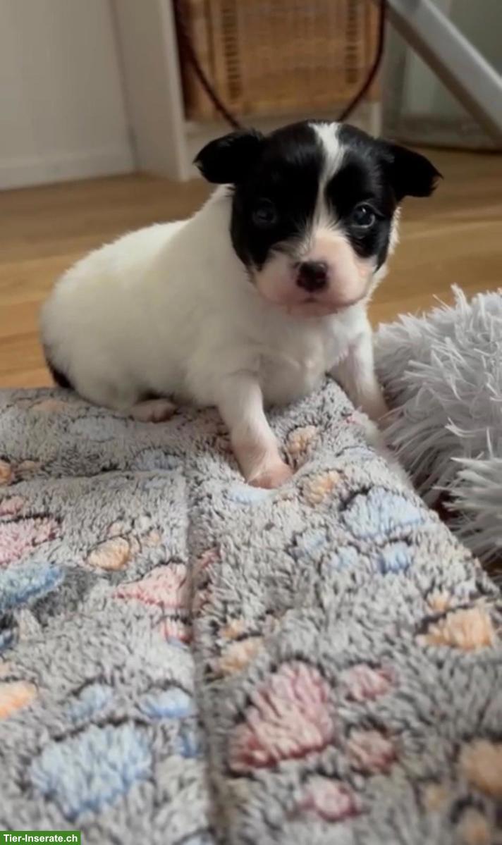 Bild 2: 🐶 Wunderschöne Papillon Welpen - liebevoll aufgezogen 🐾