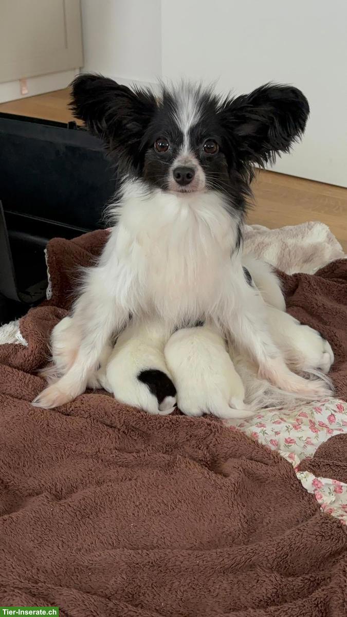 Bild 3: 🐶 Wunderschöne Papillon Welpen - liebevoll aufgezogen 🐾