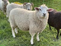 Texelmischlingsbock zu verkaufen