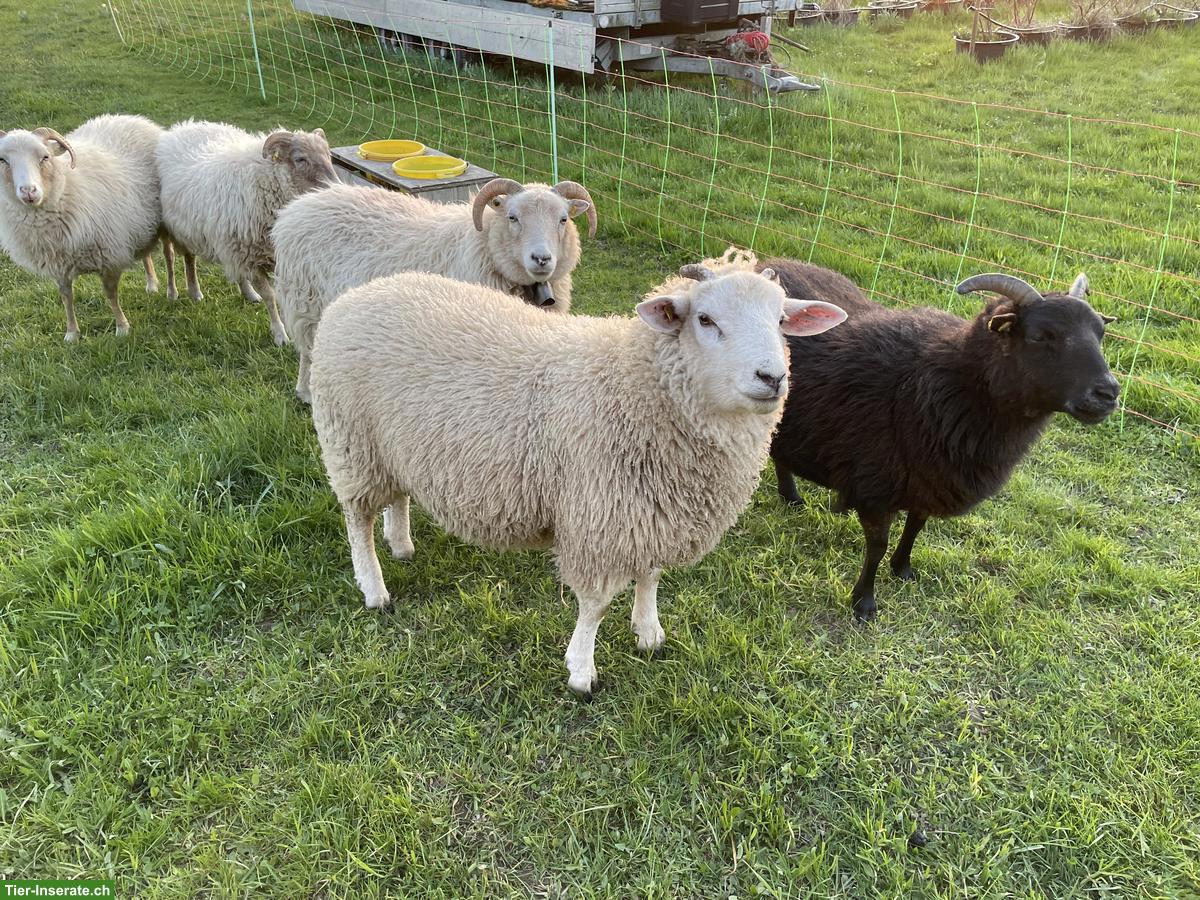 Bild 2: Texelmischlingsbock zu verkaufen