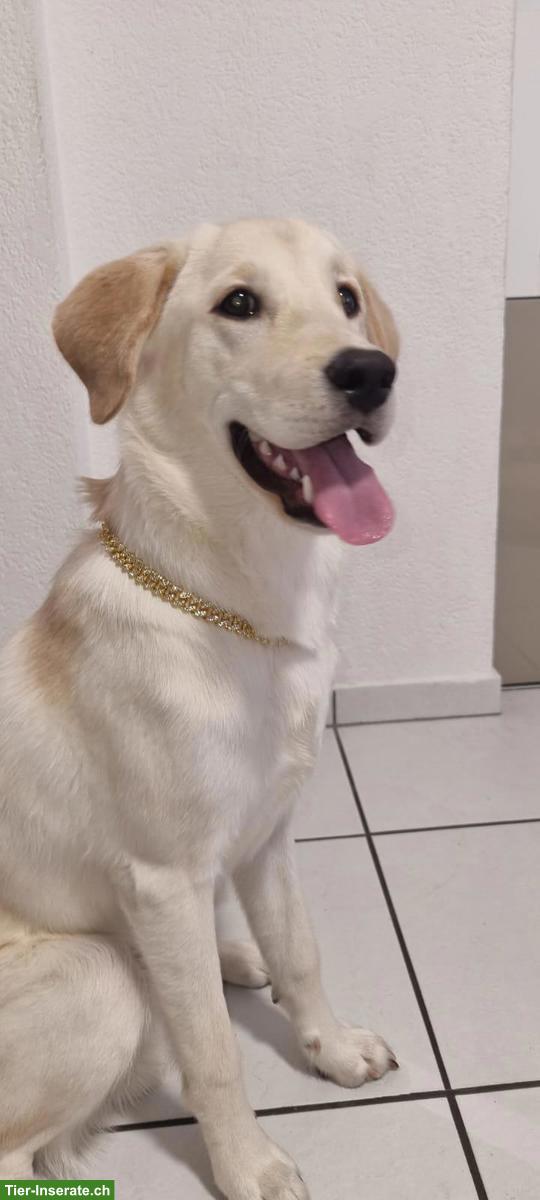 Mischlingsrüde Dobby sucht ein Zuhause