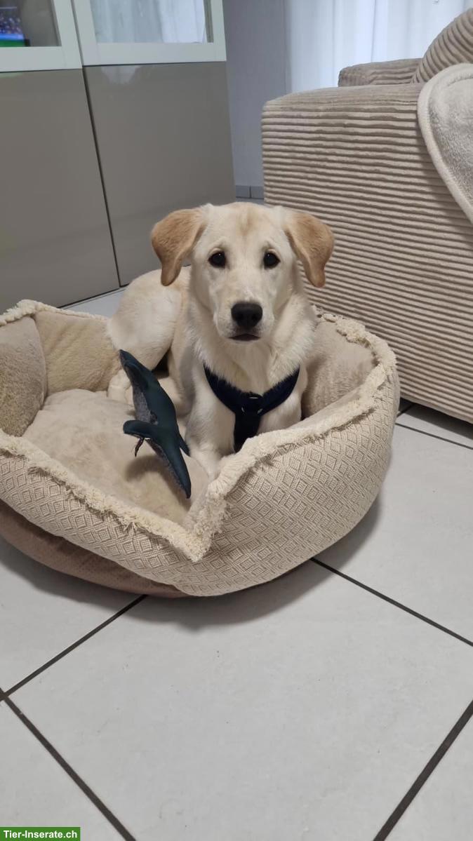 Bild 2: Mischlingsrüde Dobby sucht ein Zuhause