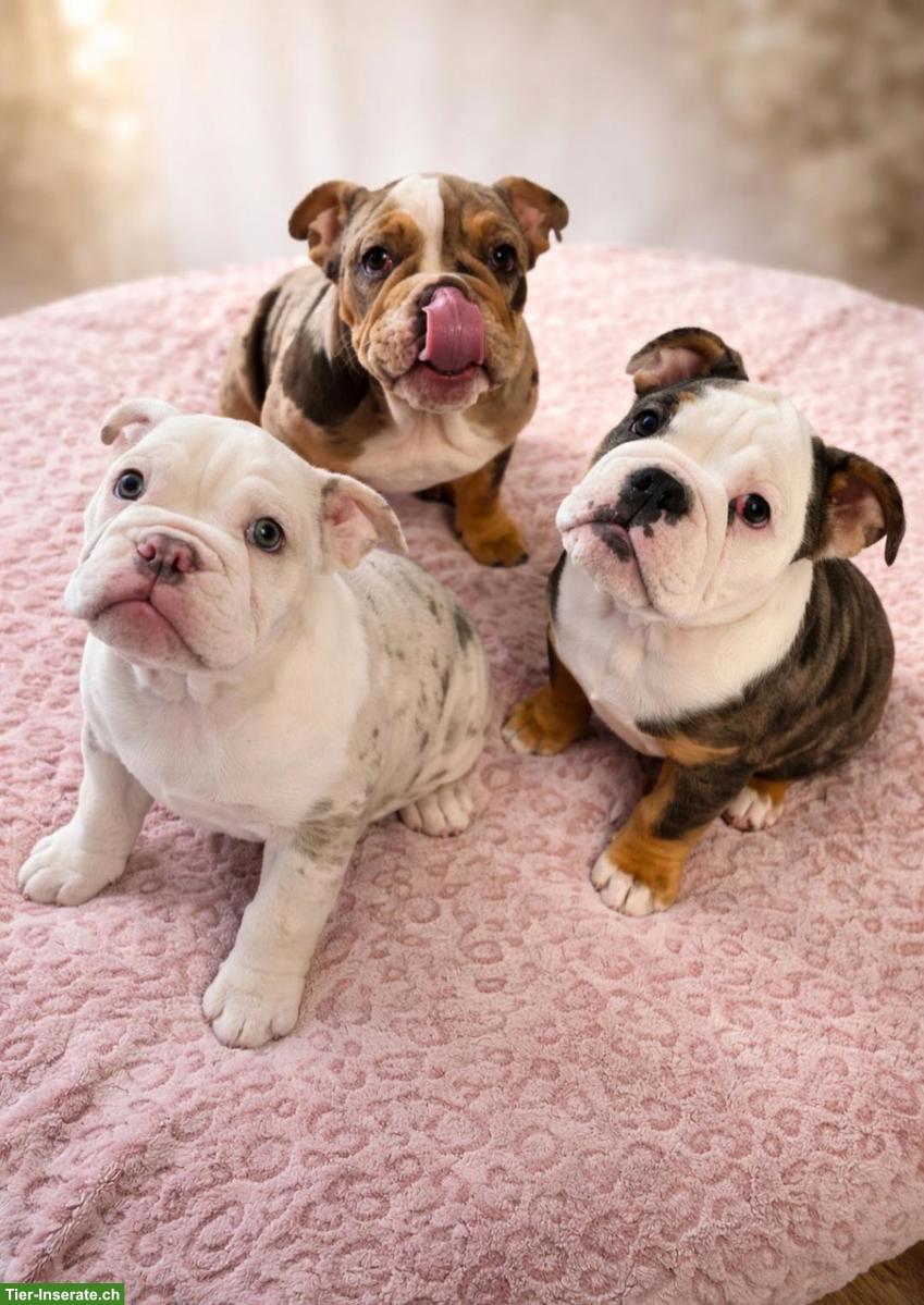 English Bulldog Welpen suchen liebes Zuhause