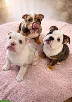 English Bulldog Welpen suchen liebes Zuhause