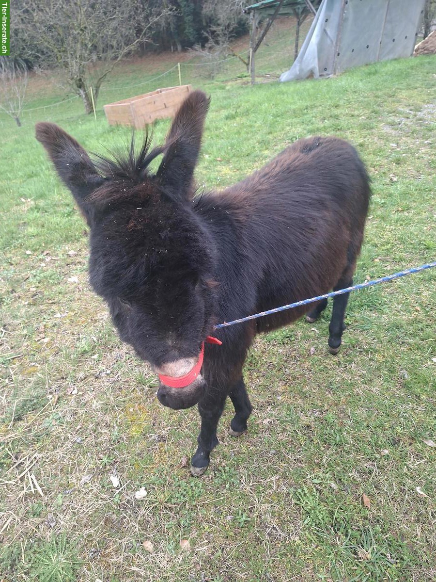 Sehr zutrauliche Esel Stute zu verkaufen