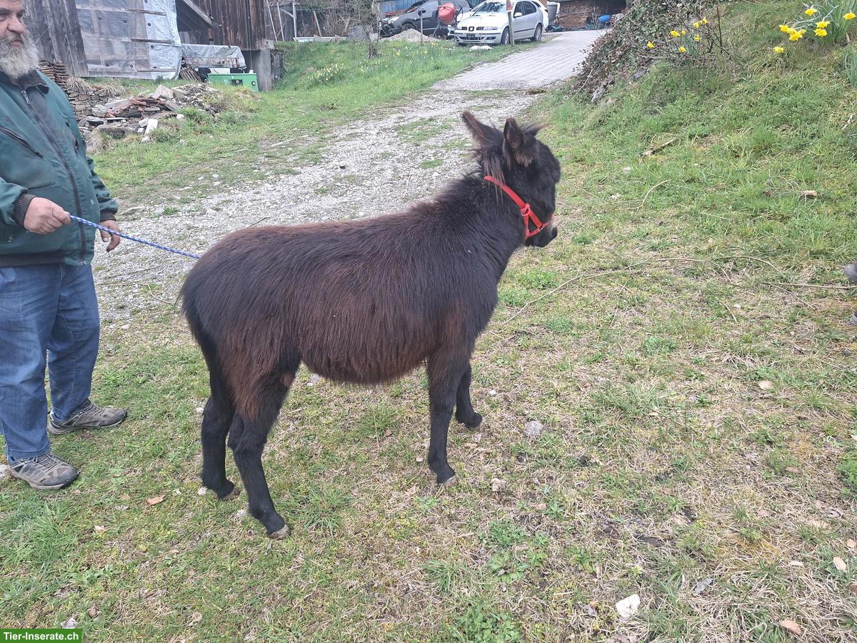 Bild 2: Sehr zutrauliche Esel Stute zu verkaufen