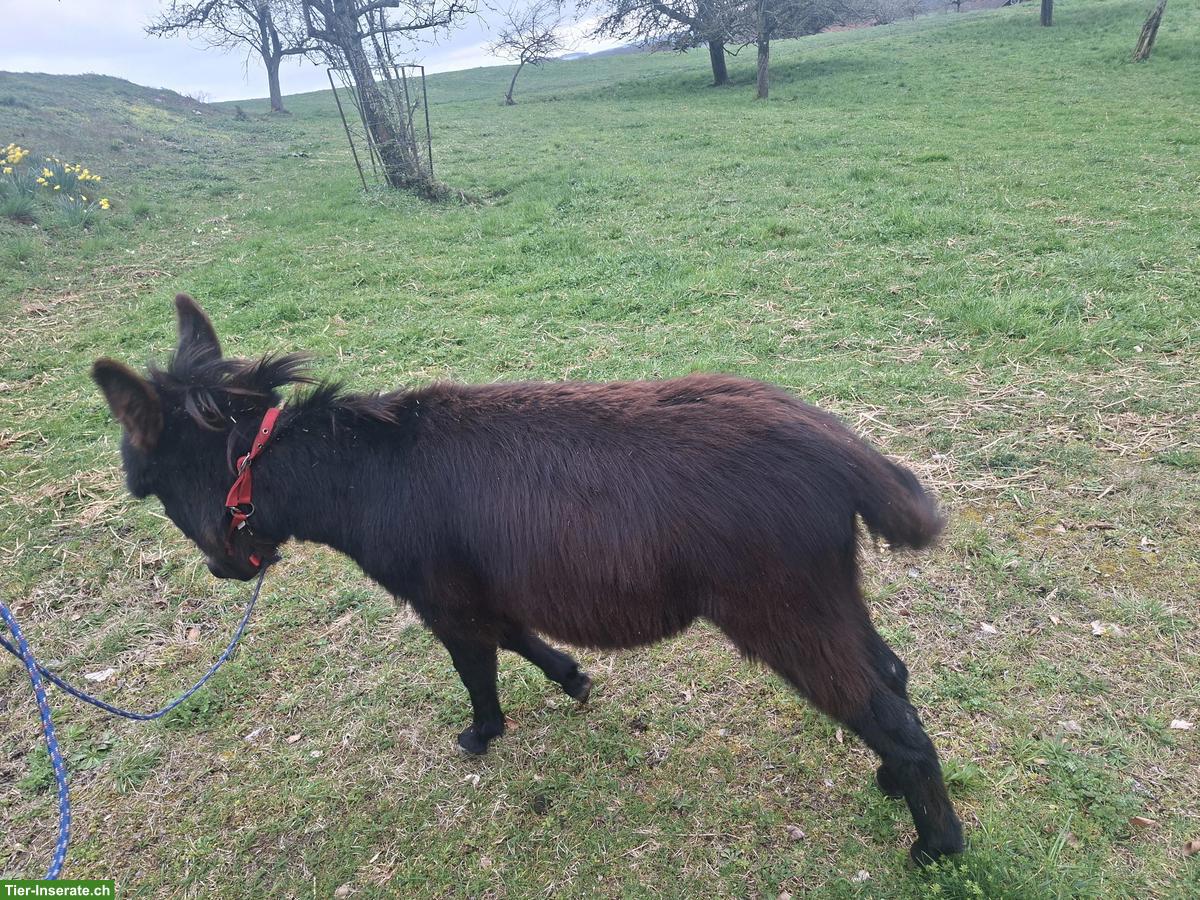 Bild 3: Sehr zutrauliche Esel Stute zu verkaufen