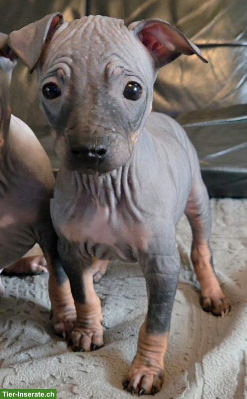 American Hairless Terrier Welpe, Rüde, black tan white