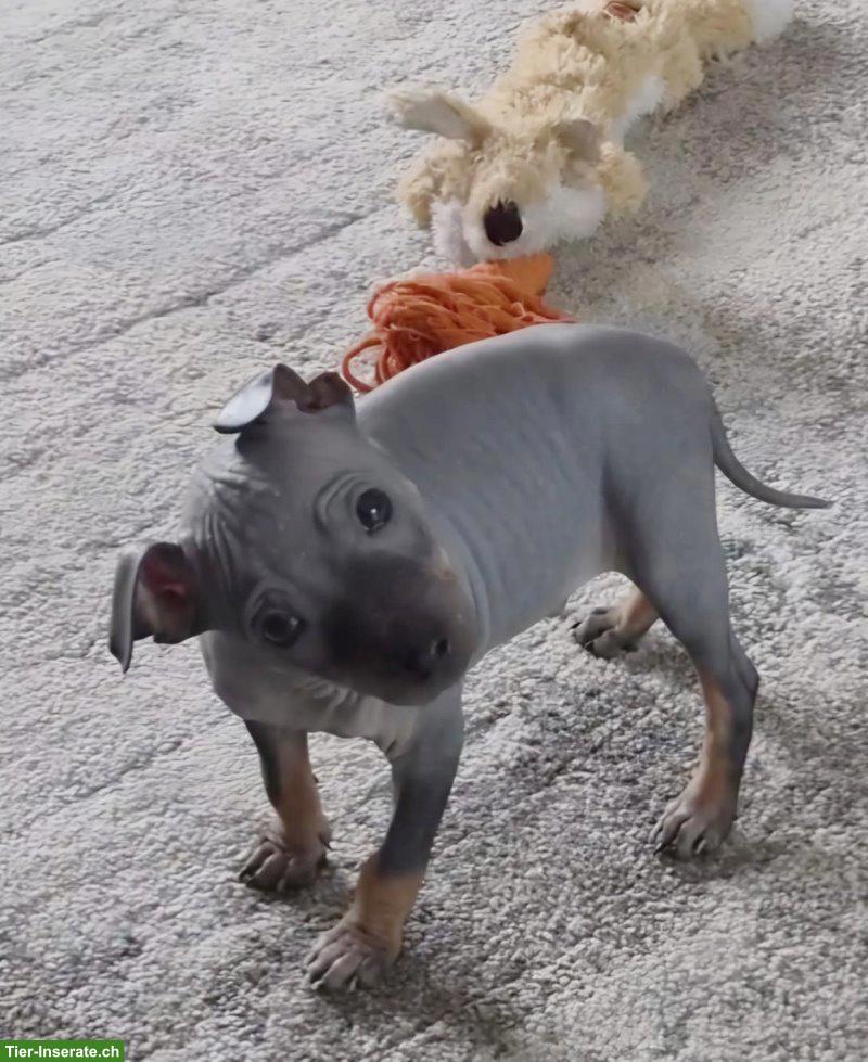 Bild 2: American Hairless Terrier Welpe, Rüde, black tan white