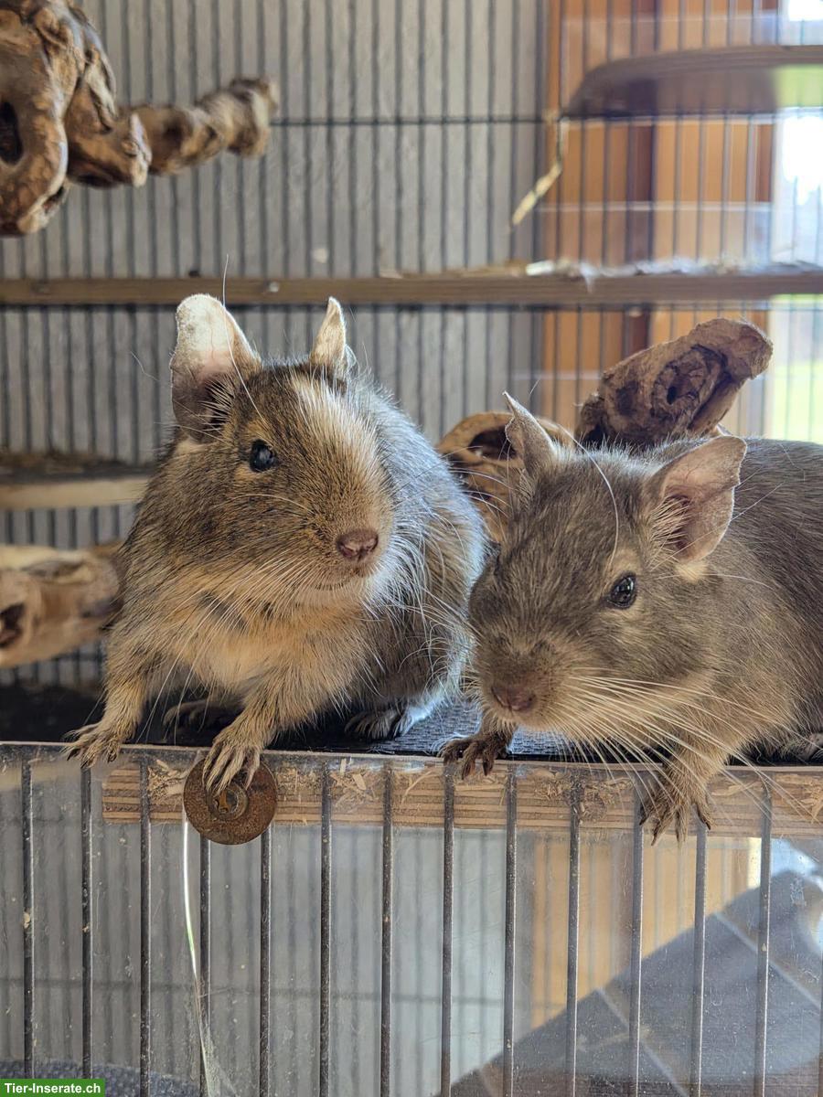 2 Degu Weibchen suchen gemeinsames Zuhause