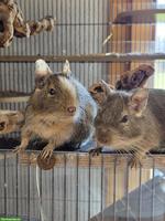 2 Degu Weibchen suchen gemeinsames Zuhause