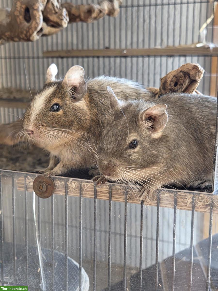 Bild 2: 2 Degu Weibchen suchen gemeinsames Zuhause