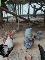 Schöner Wyandotte Hahn zu verschenken