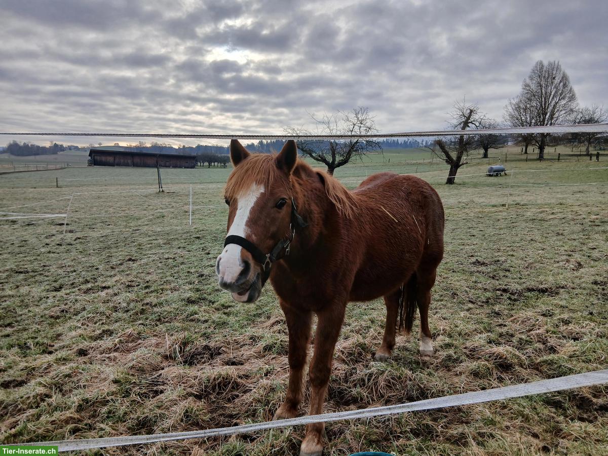 Tolles irisches Welsh B Pony, 11-jährig zu verkaufen