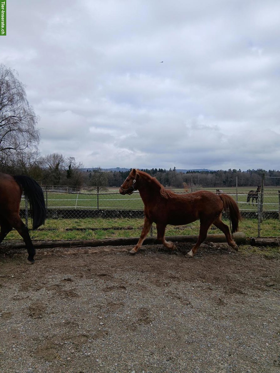 Bild 2: Tolles irisches Welsh B Pony, 11-jährig zu verkaufen