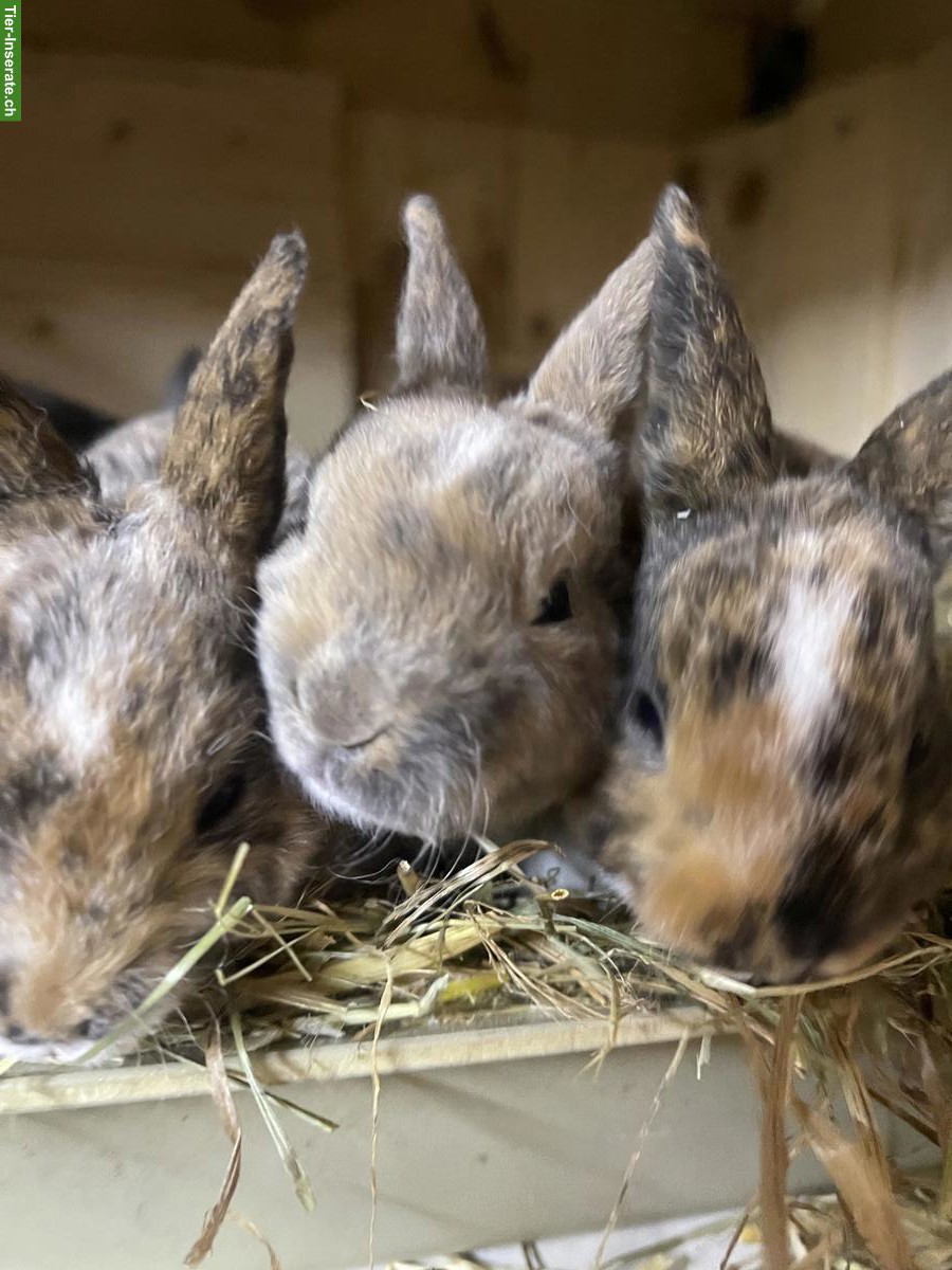 Junge Kleinrex Kaninchen, weiblich und männlich