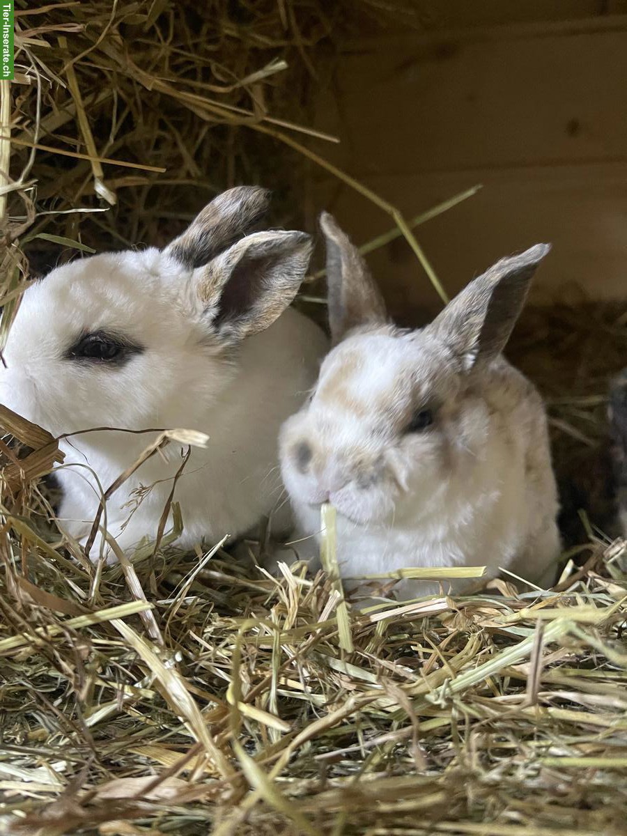 Bild 2: Junge Kleinrex Kaninchen, weiblich und männlich