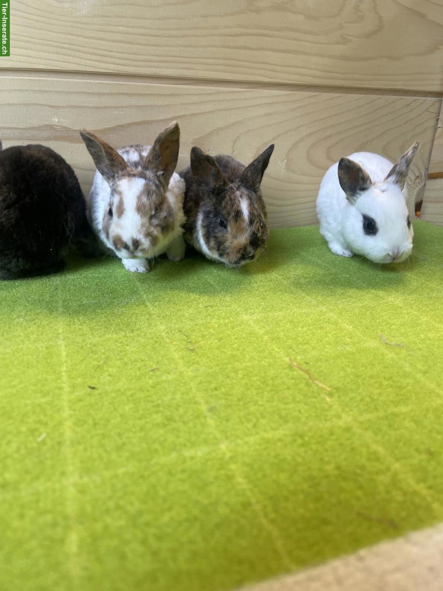 Bild 3: Junge Kleinrex Kaninchen, weiblich und männlich