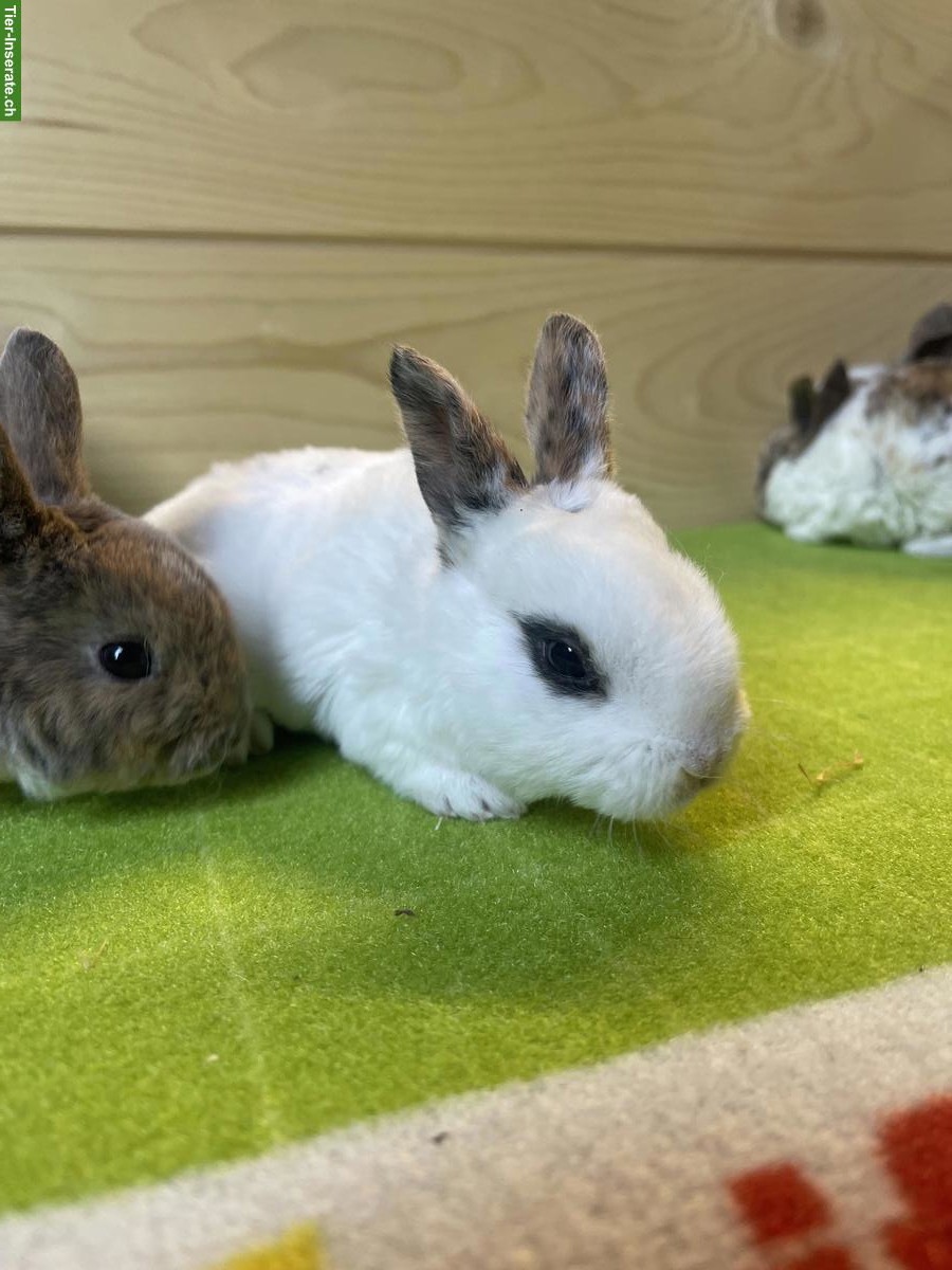 Bild 4: Junge Kleinrex Kaninchen, weiblich und männlich