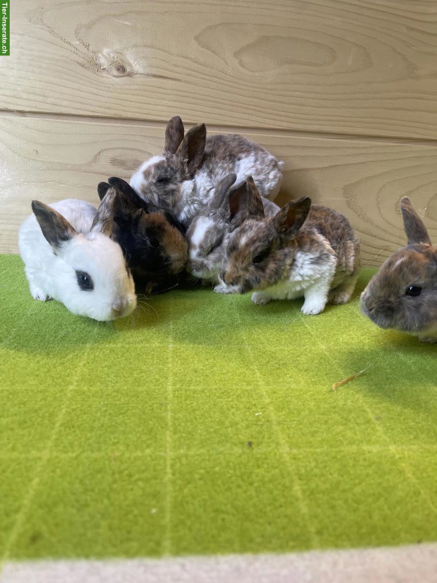 Bild 5: Junge Kleinrex Kaninchen, weiblich und männlich