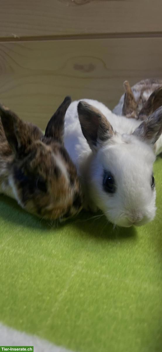 Bild 6: Junge Kleinrex Kaninchen, weiblich und männlich