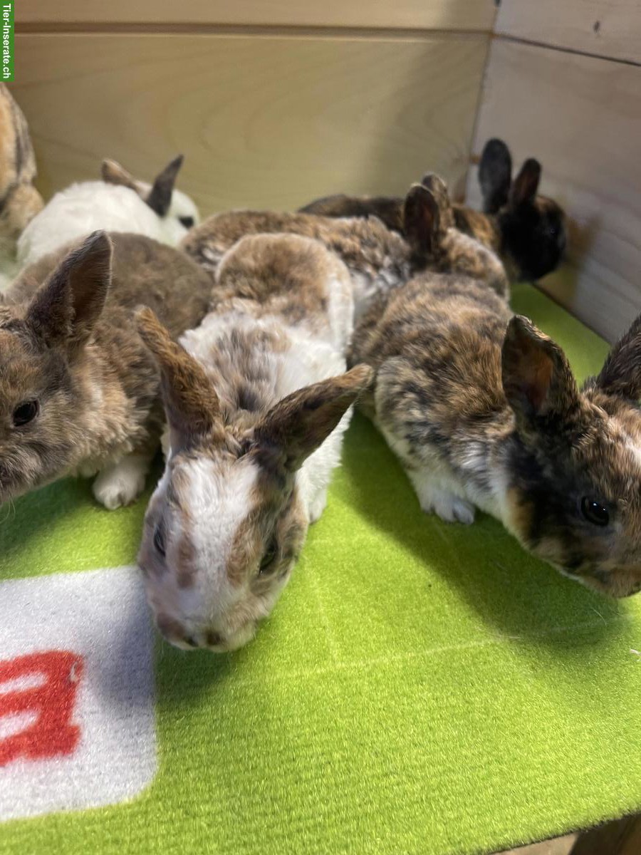 Bild 7: Junge Kleinrex Kaninchen, weiblich und männlich