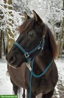 Pflege-/ Reitbeteiligung für PRE im Thurgau