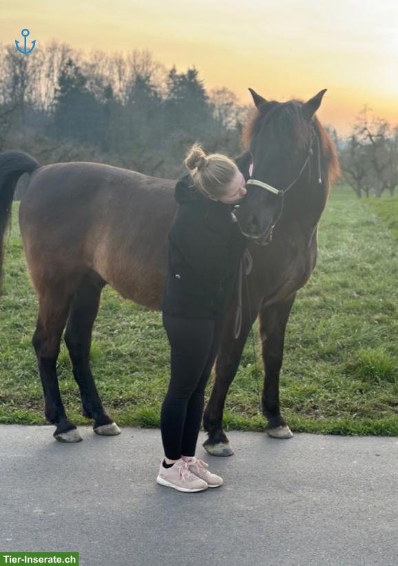 Bild 2: Pflege-/ Reitbeteiligung für PRE im Thurgau