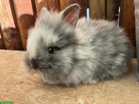 Junges Zwergkaninchen Löwenkopf, weiblich