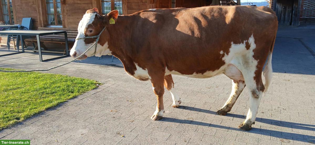 Swiss Fleckvieh Bergkuh zu verkaufen