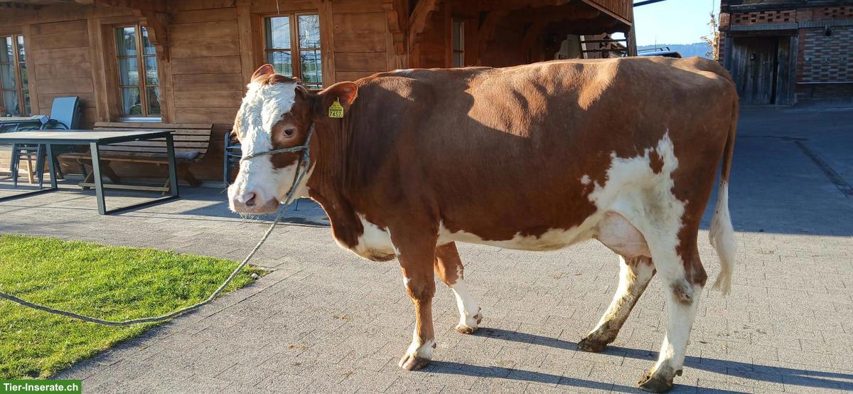 Bild 2: Swiss Fleckvieh Bergkuh zu verkaufen