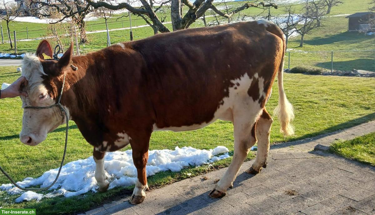 Junge Swiss Flechvieh Milchkuh