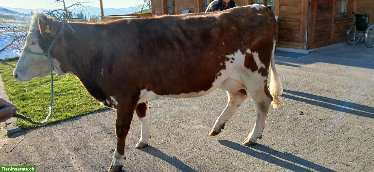 Bild 2: Junge Swiss Flechvieh Milchkuh