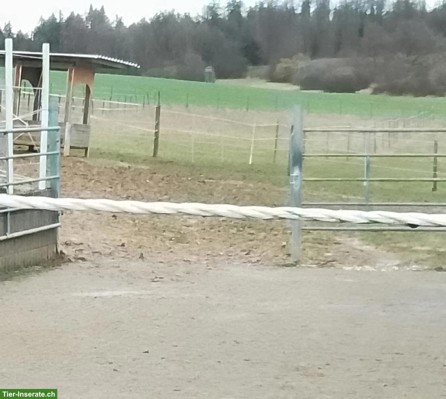 Offenstallplatz frei in kleiner Wallach Gruppe, Eggingen DE