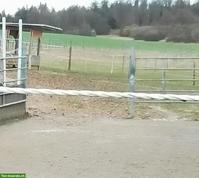 Offenstallplatz frei in kleiner Wallach Gruppe, Eggingen DE