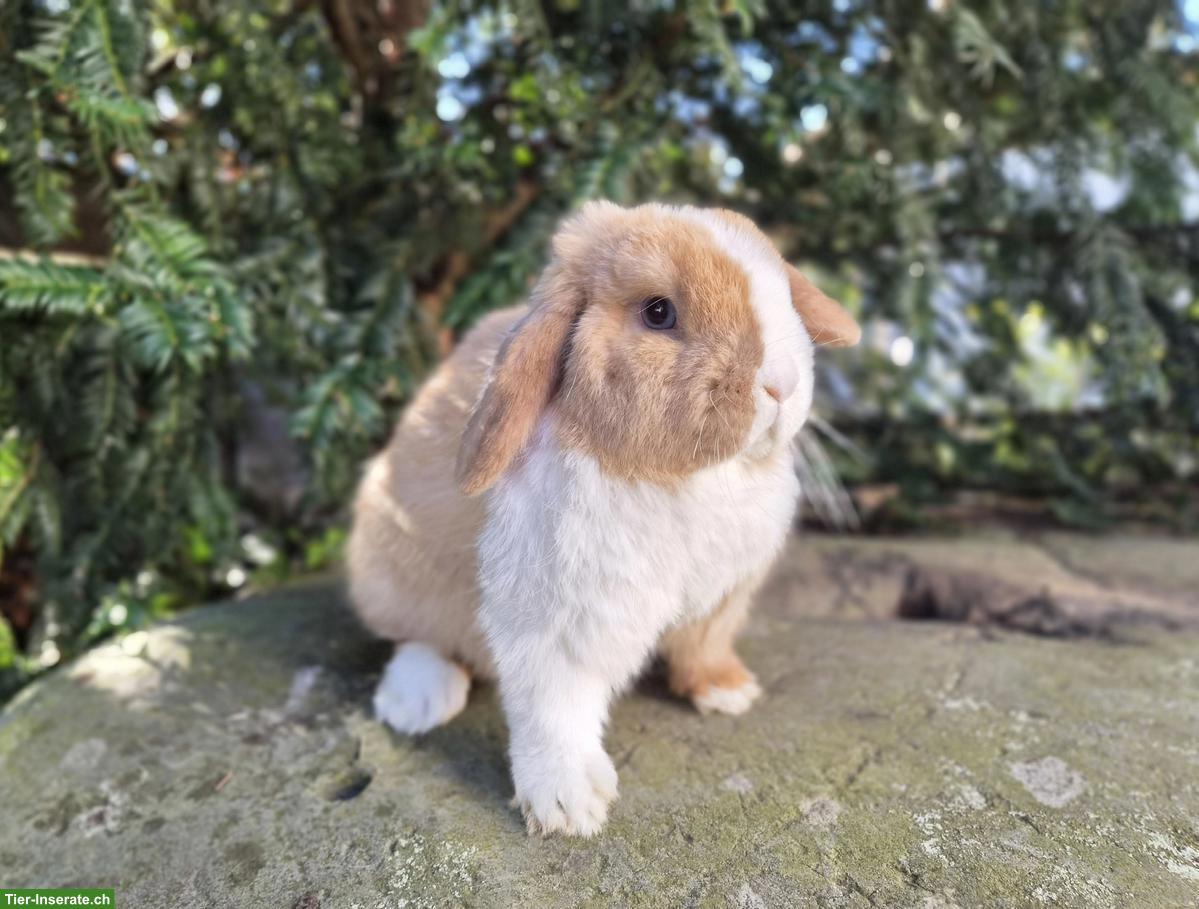 Minilop/Zwergwidder sucht schönes Zuhause