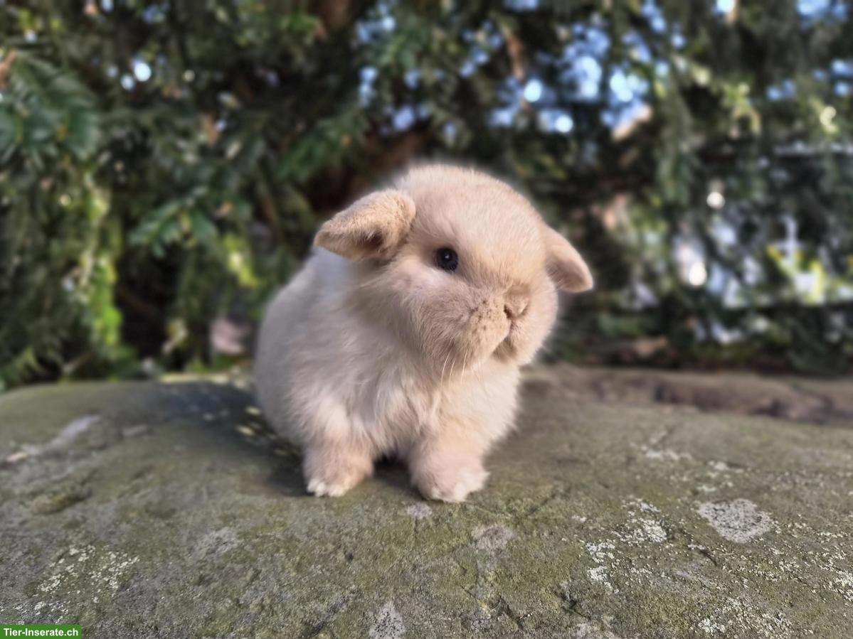 Bild 2: Minilop/Zwergwidder sucht schönes Zuhause