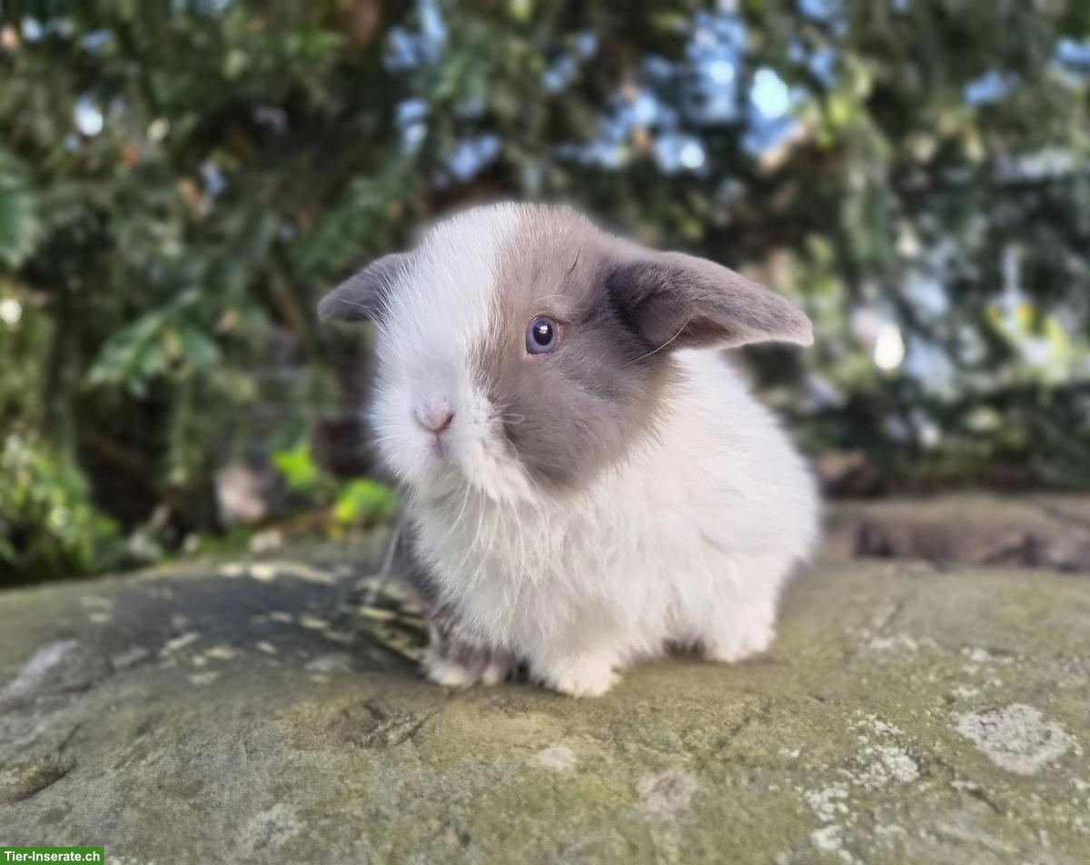 Bild 3: Minilop/Zwergwidder sucht schönes Zuhause